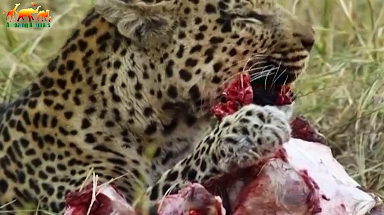 ДИКОЕ КОРОЛЕВСТВО. ВОССТАНИЕ - ПЕРВАЯ КРОВЬ / Документальный фильм 2018 на Amazing Animals