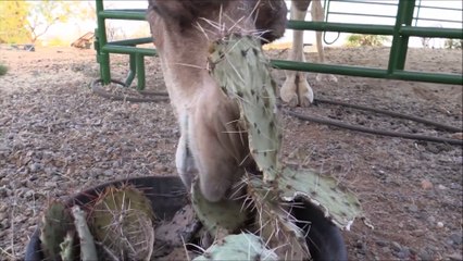 Ces chameaux dévorent des cactus avec épines de 5cm !