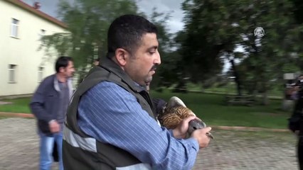 Muş'ta bitkin halde toy kuşu bulundu