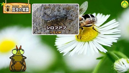 [まめきゅんの昆虫探検#26] アブって何？【MAMEKYUNN】