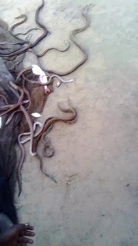 Ils relâchent des milliers de serpents à vizag beach en Inde... Coutume incroyable