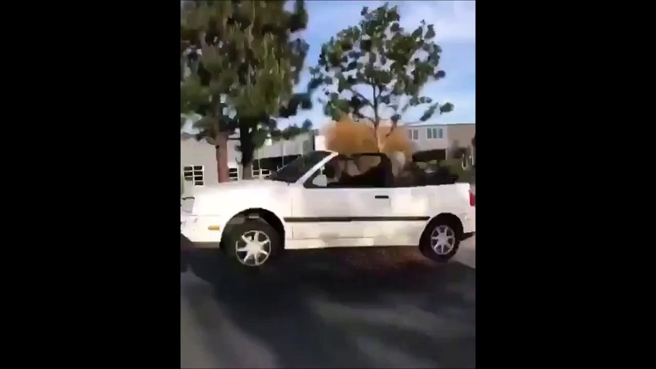 Lui, il a pris le dos d'âne un peu vite... Pauvre voiture