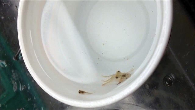 Ce bébé poulpe avale un bébé poisson... Si mignon et pourtant...