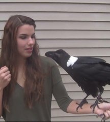 Ce corbeau imite parfaitement cette jeune femme