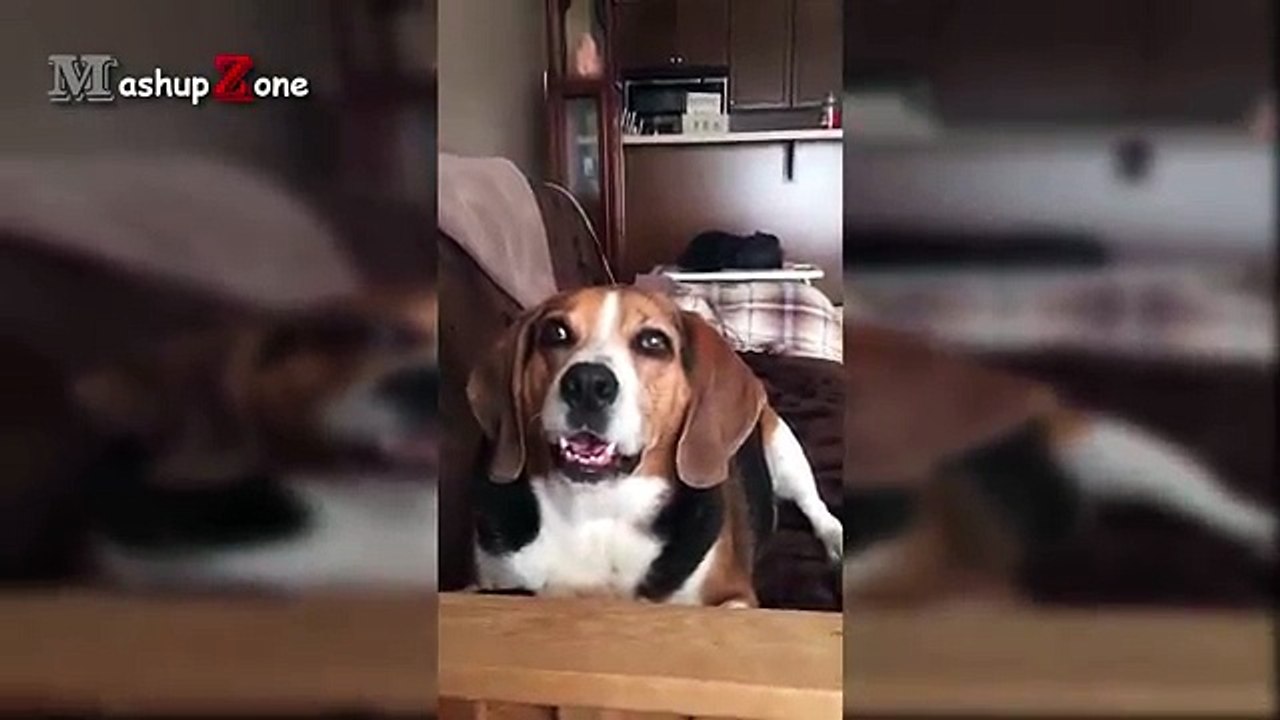 Talking Dogs - A Funny Talking Dog Videos Compilation 2016