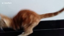 Plucky 'kangaroo cat' with only 2 hind legs hops to get around house