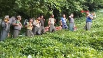 Rize Gürcü İşçilerinin Çay Toplama Görüntüleri Sosyal Medyayı Salladı