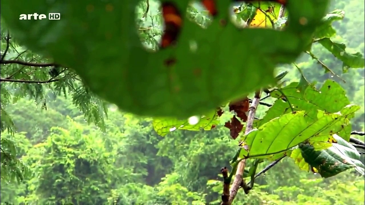 Documentaire Animalier Sur Un Sérpent Préhistorique Géant  L' Anaconda