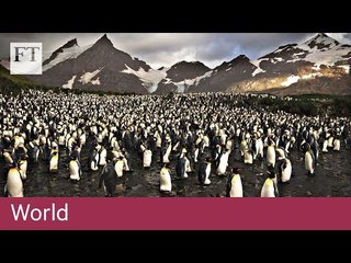 Island's rare birds return after rats wiped out