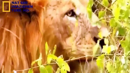 Nat Geo Wild 2018 ★ Les Animaux les plus  féroces ★exceptionnel (1)