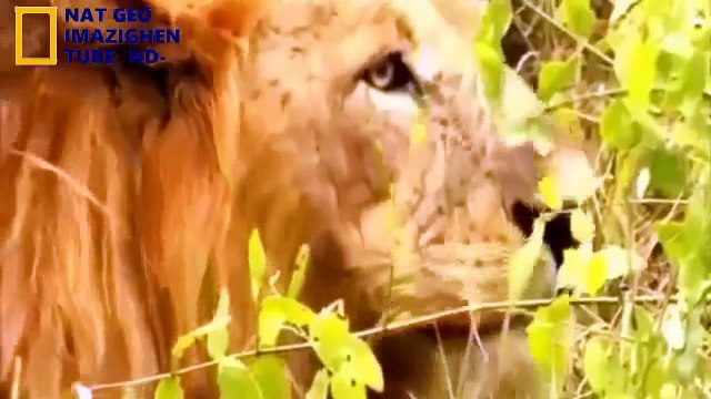 Nat Geo Wild 2018 ★ Les Animaux les plus féroces ★exceptionnel (1)