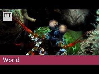 How shrimps could help develop robots' machine vision