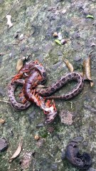 Snake Versus Centipede