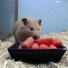 Ngứa bộ phận sinh dục nam sau khi quan hệ