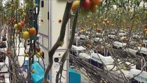 Panasonic`s AI-Equipped Tomato Harvest