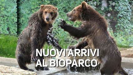 Tre cuccioli trovano casa al Bioparco di Roma