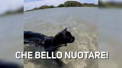 Il gatto, che è un topo di mare, che fa il pesce...