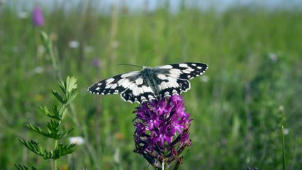 A la croisée des chemins - Autoroutes et continuités écologiques.