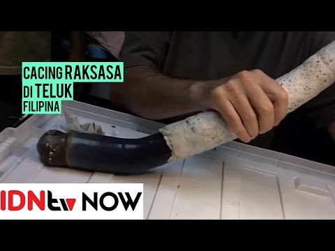 Monster Cacing Raksasa Ditemukan di Filipina, Seperti Apa Sih? | IDN TV NOW