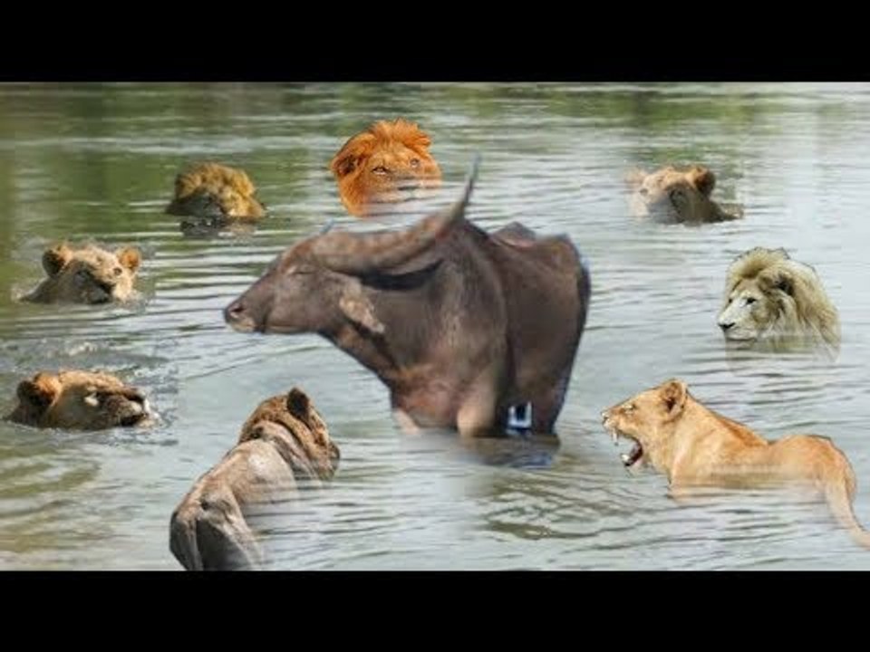 Buffalo  Escape From The Powerful Lion