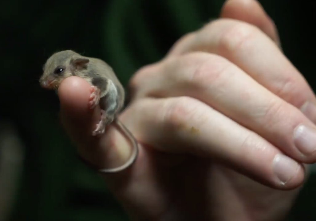 Super Cute Baby Feather-tail Gliders Emerge From Mum's Pouch
