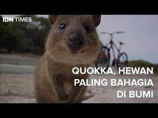 Quokka, Hewan Paling Bahagia di Bumi