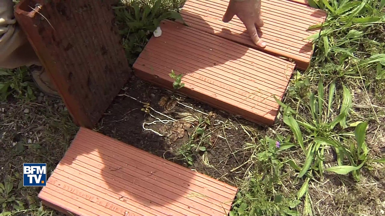 Des verts géants et toxiques envahissent les jardins français