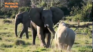 Rhino Vs elephant a real tough fight