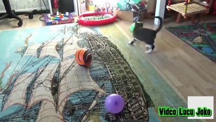 LUCU.!!! Kucing Vs Balon !! Kucing Terkejut dan Kaget (Part 2)