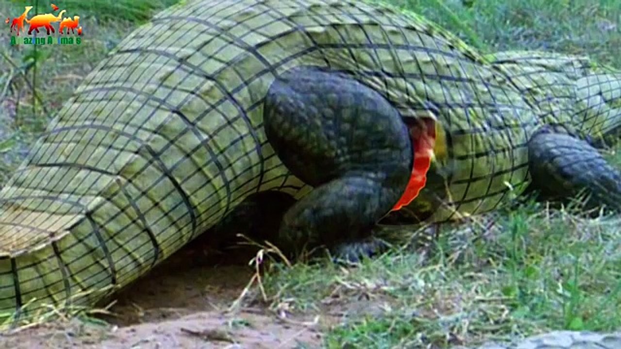 СУПЕР УБИЙЦЫ. КРОКОДИЛ / FULL HD - Документальный фильм 2018 на Amazing Animals TV