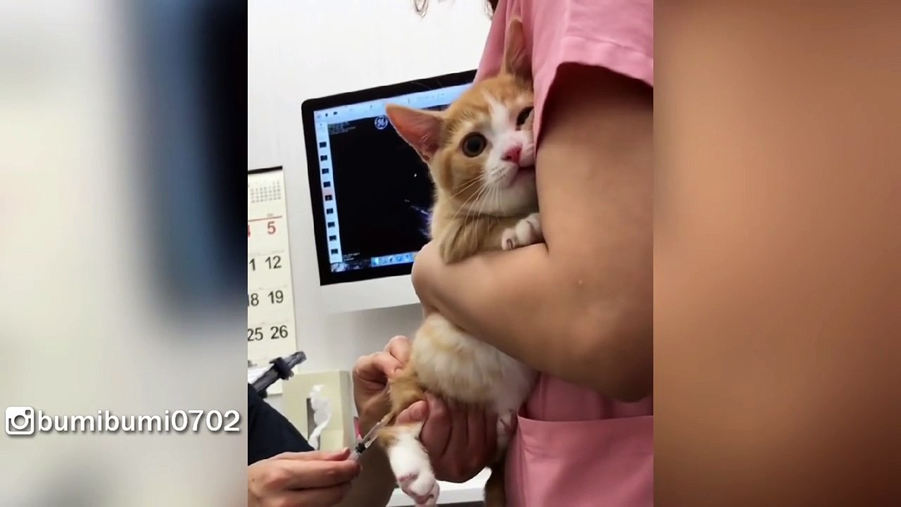 Munchkin Kitty's First Vet Visit