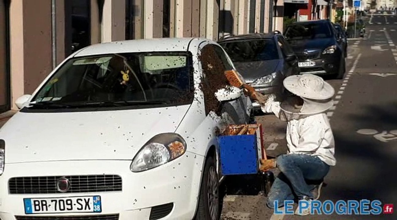 Un impressionnant essaim d'abeilles sur une voiture à Lyon !