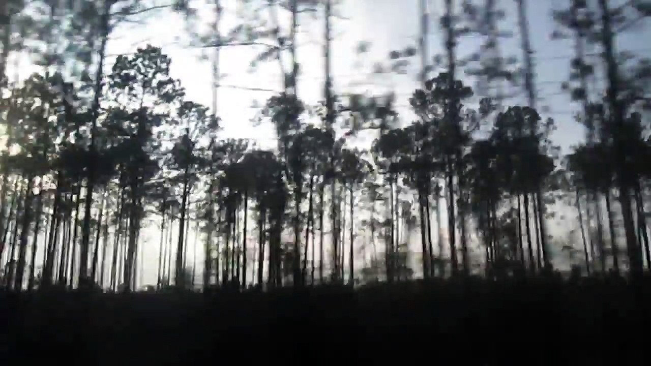 Short Video of Local Plant Life During 2014 Visit to States of Florida Georgia  and Alabama