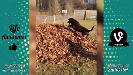 Funny Cute Dogs Compilation 2018 | Try Not To Laugh Funny Pest Videos