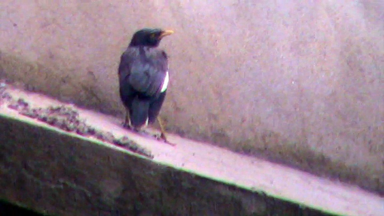 rain in bird