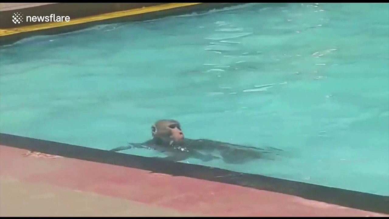 Monkey is a regular patron at local pool - and even uses a float to swim