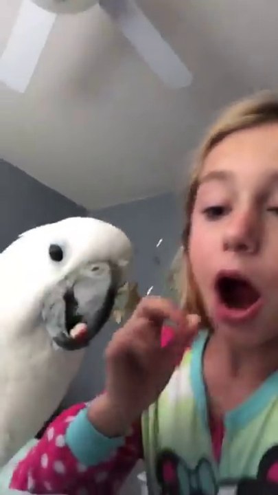 Elle se fait arracher une dent par son perroquet