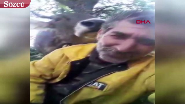 İneği saçlarını yaladı, o anları sosyal medyada paylaştı