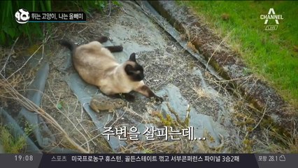 뛰는 고양이, 나는 올빼미