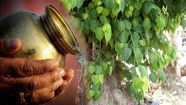 Banyan Tree Water Time | इस वक्त भूलकर भी न चढाएं 'पीपल' को जल, घर पर आती है दरिद्रता | Boldsky