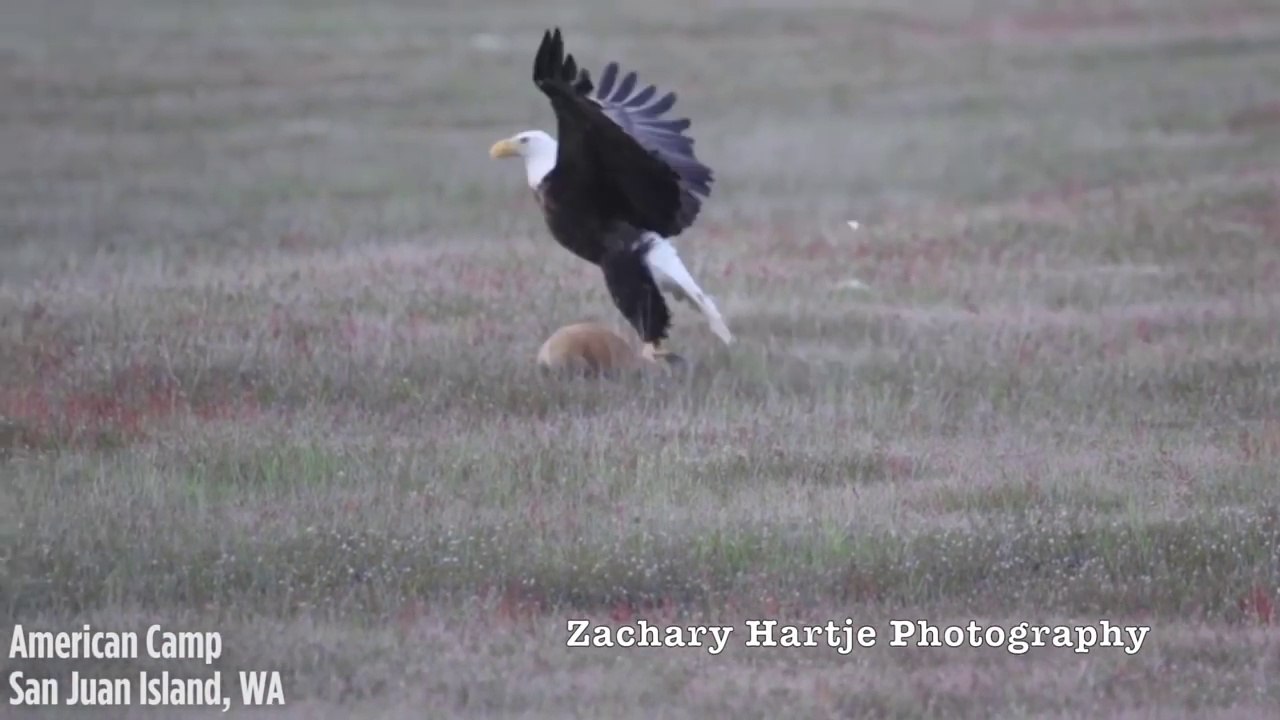 Incroyable vidéo d'un lapin capturé par un renard qui est attrapé par un aigle