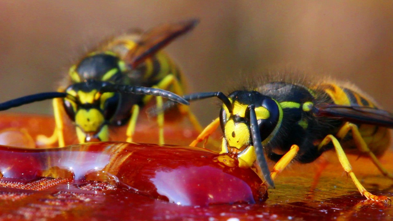 Tödliche Gefahr durch Insektenstiche: Das sollten Sie wissen!