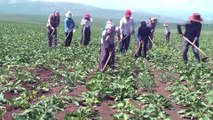 Mevsimlik işçilerin zorlu ramazan mesaisi - MUŞ