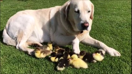 Ce labrador a adopté neuf canetons orphelins