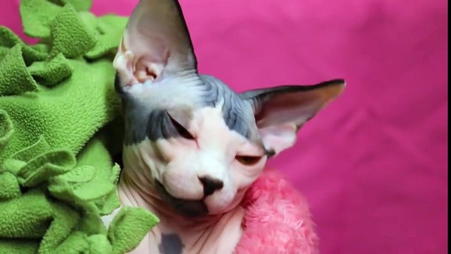 5 Reasons Cats Make Better Pets Than Dogs