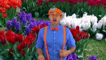 Videos for Toddlers with Blippi | Learn Colors and Numbers for Children