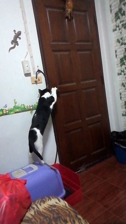 Cat Lets Itself Out