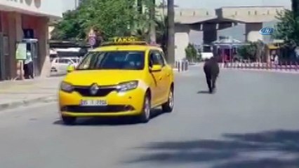 Kamyona yüklenirken kaçan boğalar ortalığı birbirine kattı