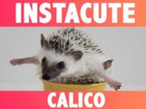 INSTACUTE : Oatmeal et Calico : Le couple de hérissons stars d’Instagram !