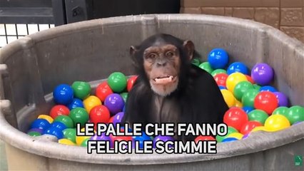 Scimpanzé felici dentro a un mondo di... palle